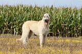 IRISH WOLFHOUND 087